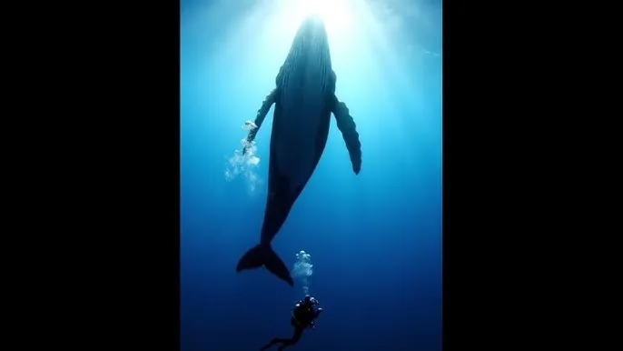 吸血鬼日记第三季15集 - 深蓝星球：探索海洋深处的未知世界